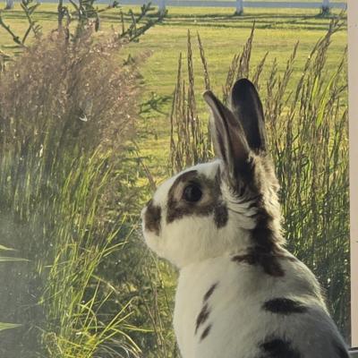 Enlarge Swift, a Adoptable Bunny Rabbit in Kalamazoo, MI image 3/5