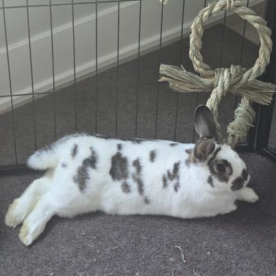Enlarge Swift, a Adoptable Bunny Rabbit in Kalamazoo, MI image 4/5