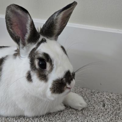 Enlarge Swift, a Adoptable Bunny Rabbit in Kalamazoo, MI image 5/5