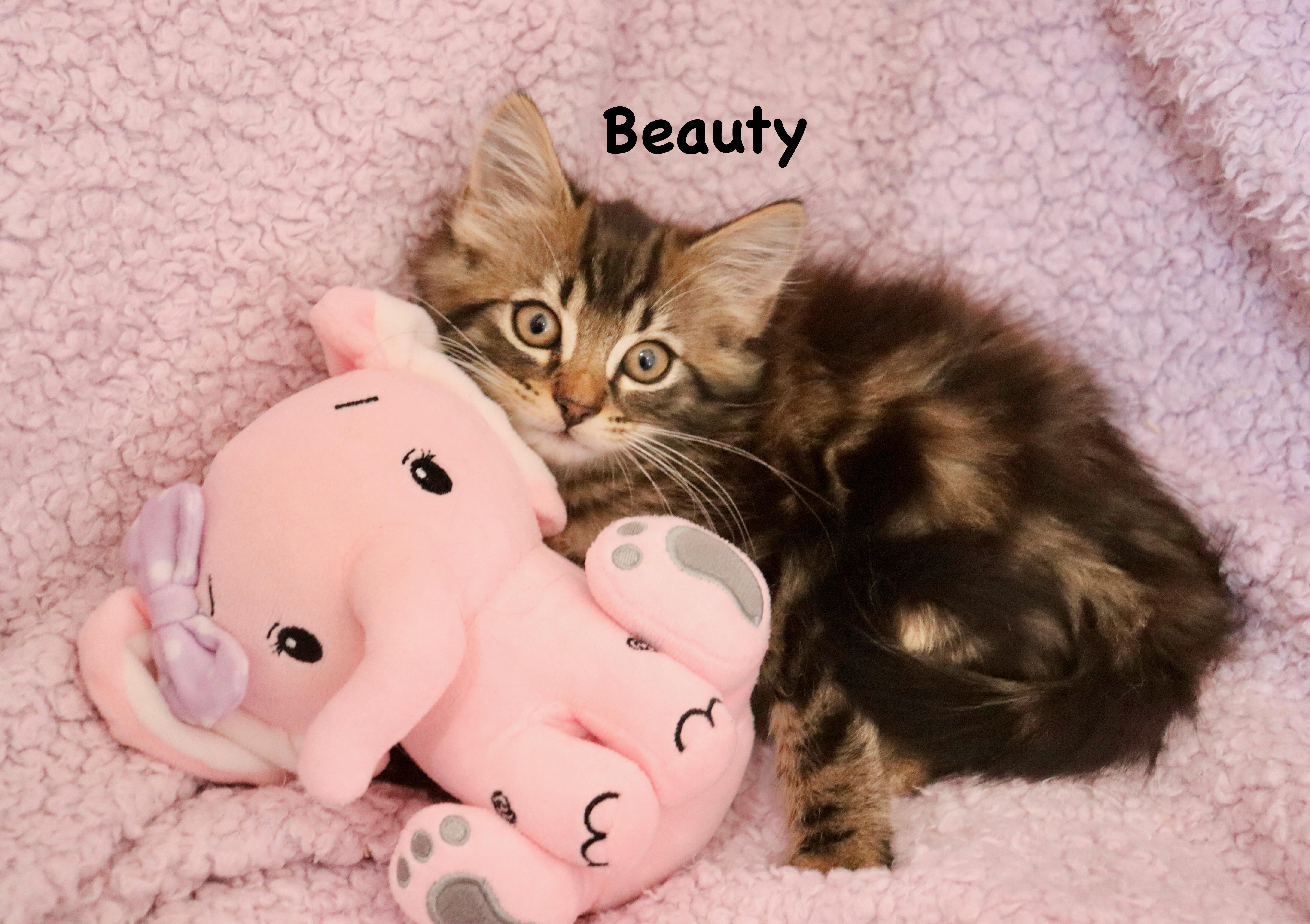 Beauty, an adopted mixed breed in Saint Augustine, FL image 1/6