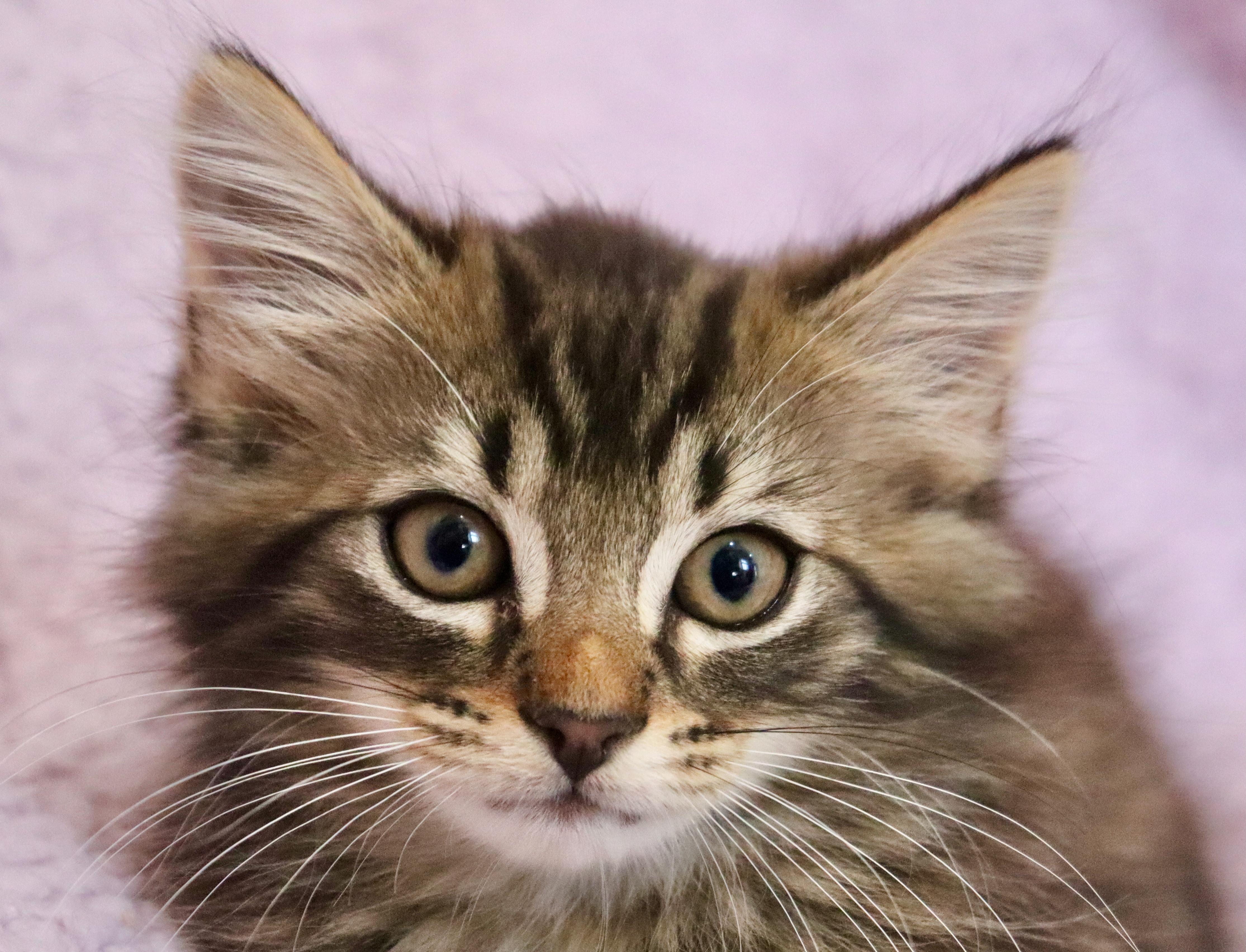 Beauty, an adopted mixed breed in Saint Augustine, FL image 6/6