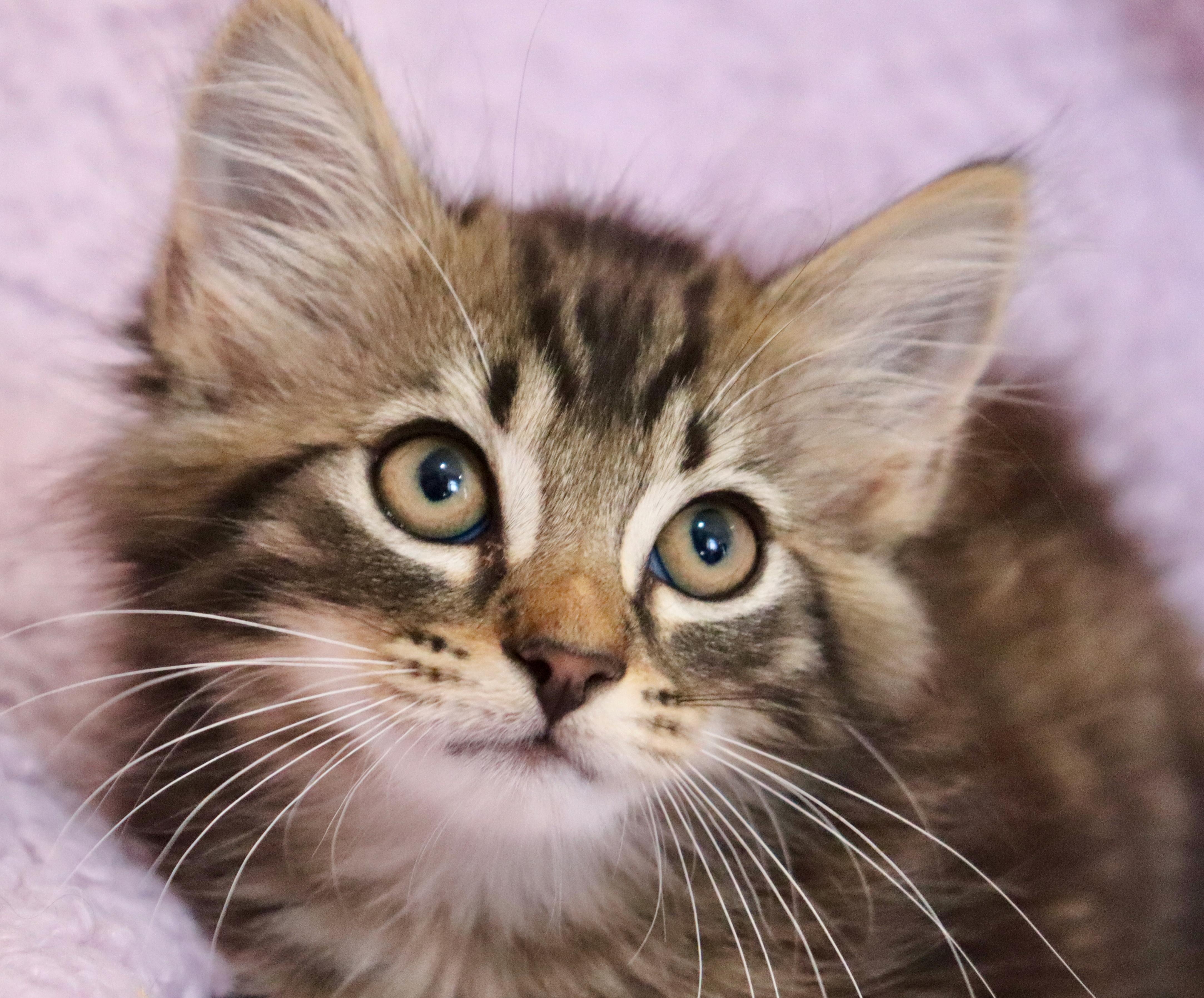 Beauty, an adopted mixed breed in Saint Augustine, FL image 5/6