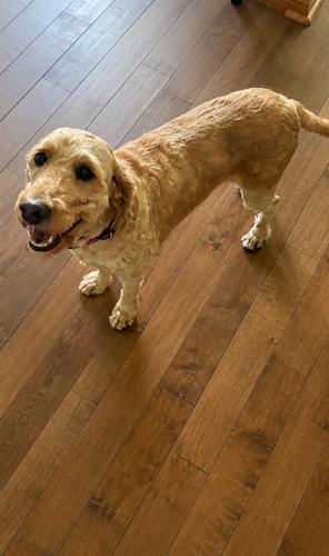 Enlarge Tina, a Adoptable Goldendoodle in Vienna, ON image 2/5