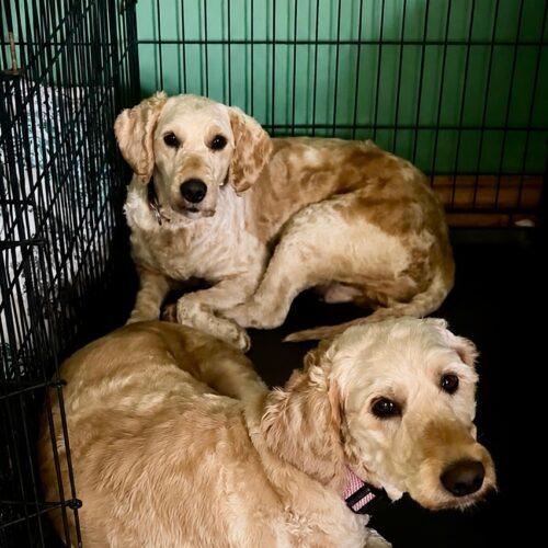 Enlarge Tina, a Adoptable Goldendoodle in Vienna, ON image 3/5