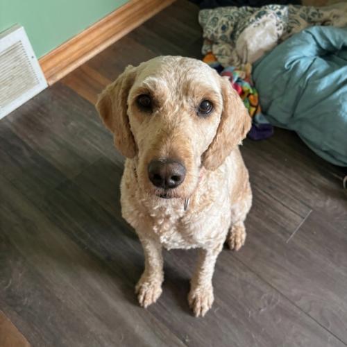 Enlarge Tina, a Adoptable Goldendoodle in Vienna, ON image 4/5