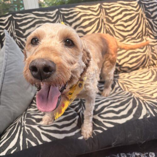 Enlarge Tory, a Adoptable Goldendoodle in Vienna, ON image 3/6