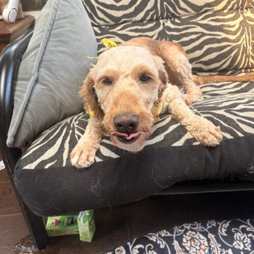 Enlarge Tory, a Adoptable Goldendoodle in Vienna, ON image 4/6