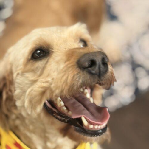 Enlarge Tory, a Adoptable Goldendoodle in Vienna, ON image 5/6