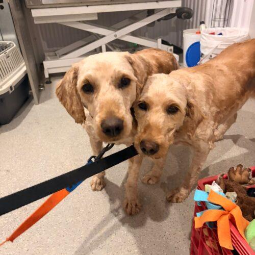 Enlarge Tina, a Adoptable Goldendoodle in Vienna, ON image 5/5