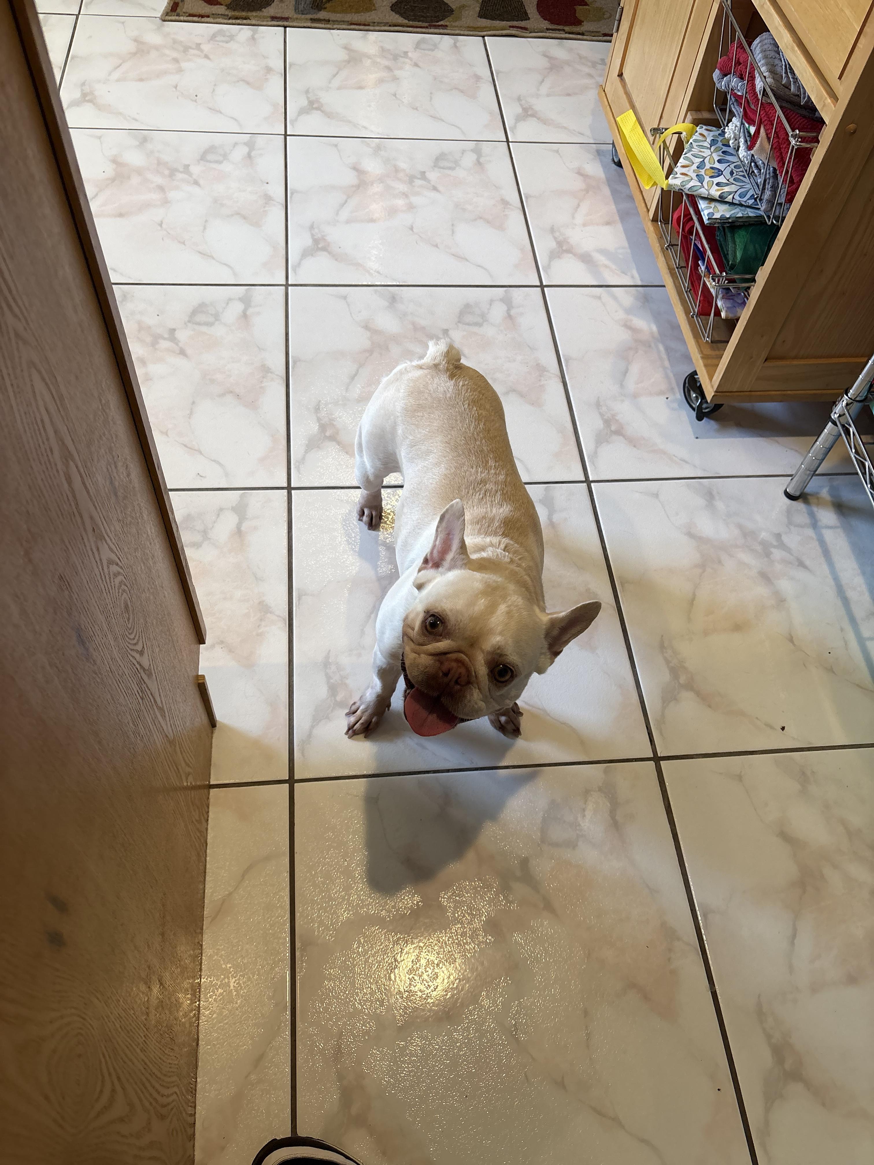 Sally, Adoptable, Adult Female French Bulldog.