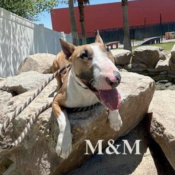 M & M, adopted, Young Female Bull Terrier.