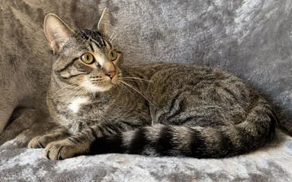 Meatball, ADOPTABLE, Adult Male Domestic Short Hair.