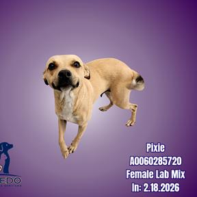 Pixie, Adoptable, Adult Female Labrador Retriever.