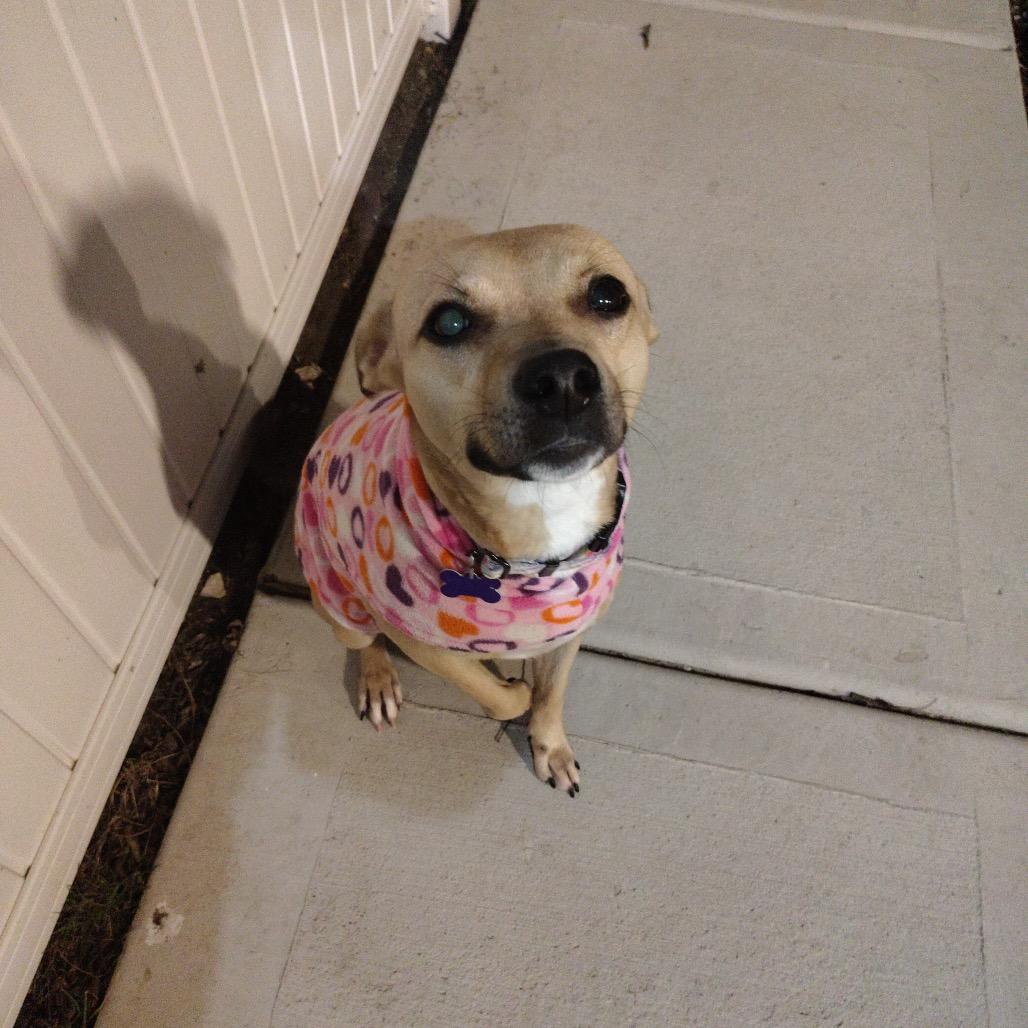 Enlarge Pixie, a Adoptable Labrador Retriever in Chicago, IL image 2/6