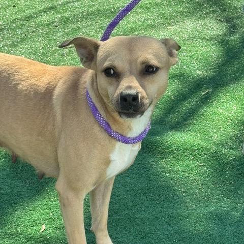 Enlarge Pixie, a Adoptable Labrador Retriever in Chicago, IL image 3/6