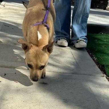 Enlarge Pixie, a Adoptable Labrador Retriever in Chicago, IL image 5/6