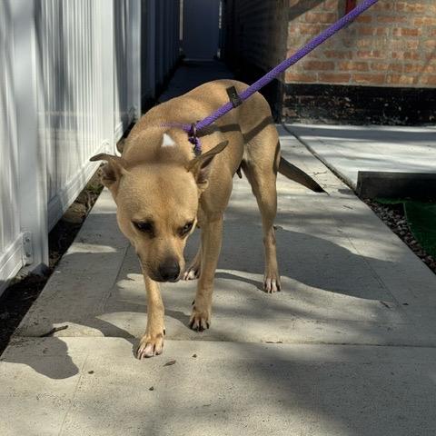 Enlarge Pixie, a Adoptable Labrador Retriever in Chicago, IL image 6/6