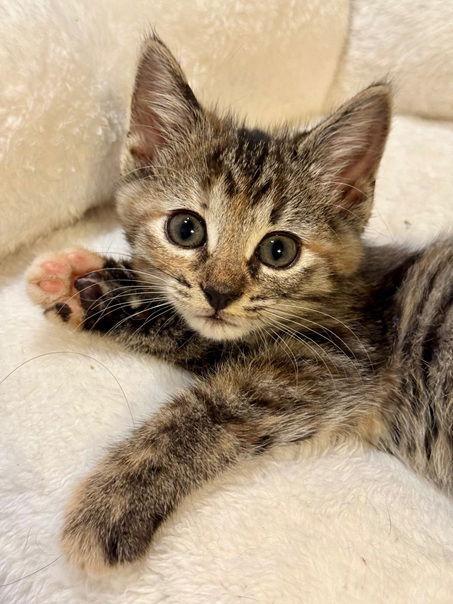 Enlarge Poinsetta, a Adoptable Domestic Short Hair in Nashville, TN image 1/3