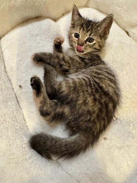 Enlarge Poinsetta, a Adoptable Domestic Short Hair in Nashville, TN image 2/3