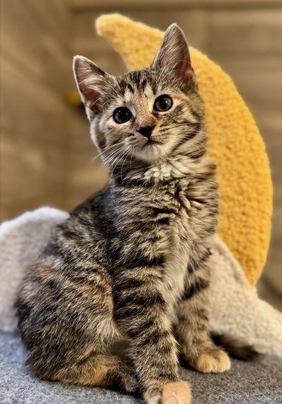 Enlarge Poinsetta, a Adoptable Domestic Short Hair in Nashville, TN image 3/3