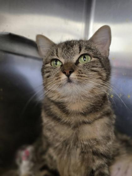 Enlarge Skipper, a Adoptable mixed breed in Houston, TX image 1/2