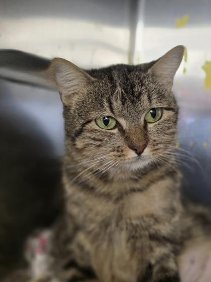 Enlarge Skipper, a Adoptable mixed breed in Houston, TX image 2/2