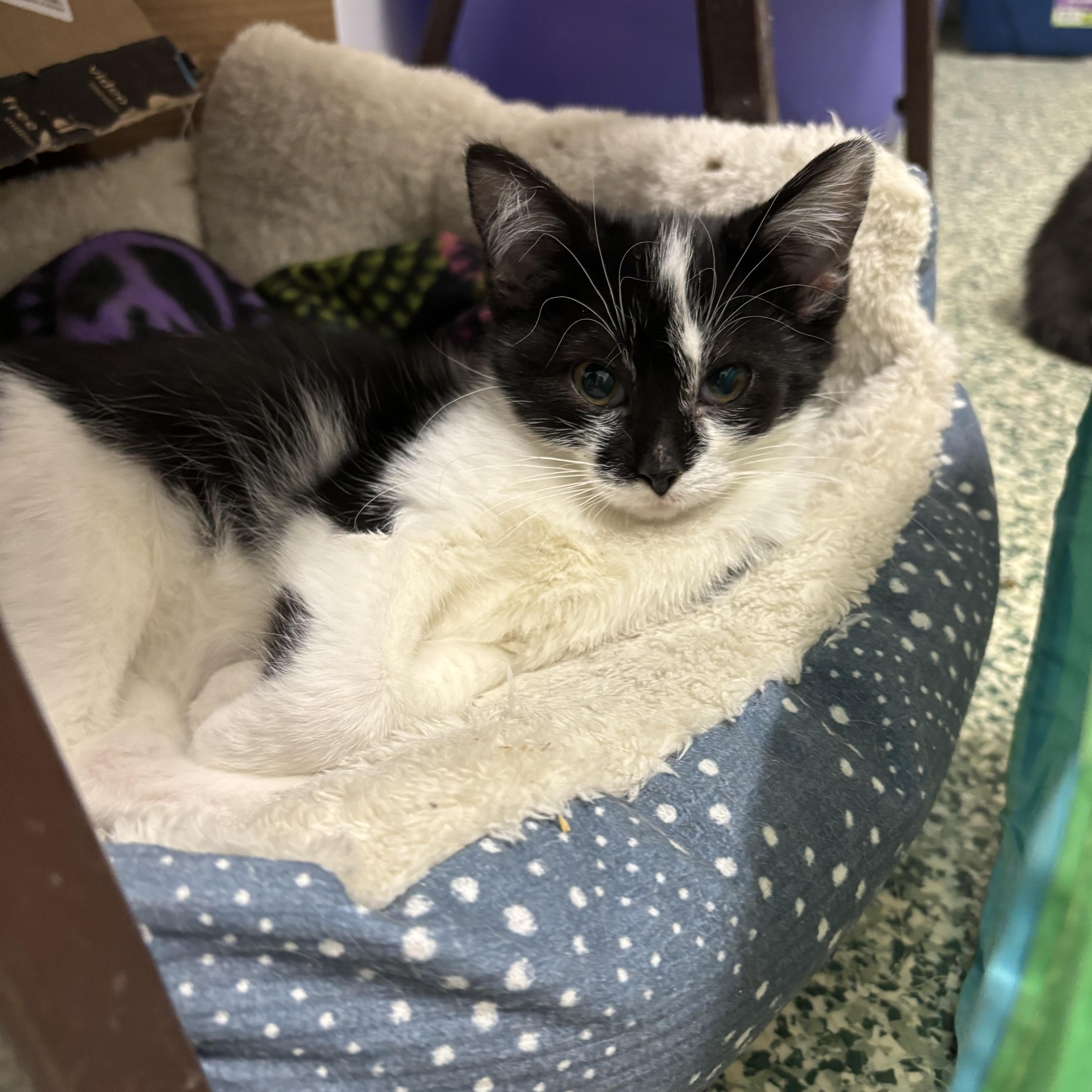 Simone, an adoptable Domestic Short Hair in Richland Center, WI, 53581 | Photo Image 4