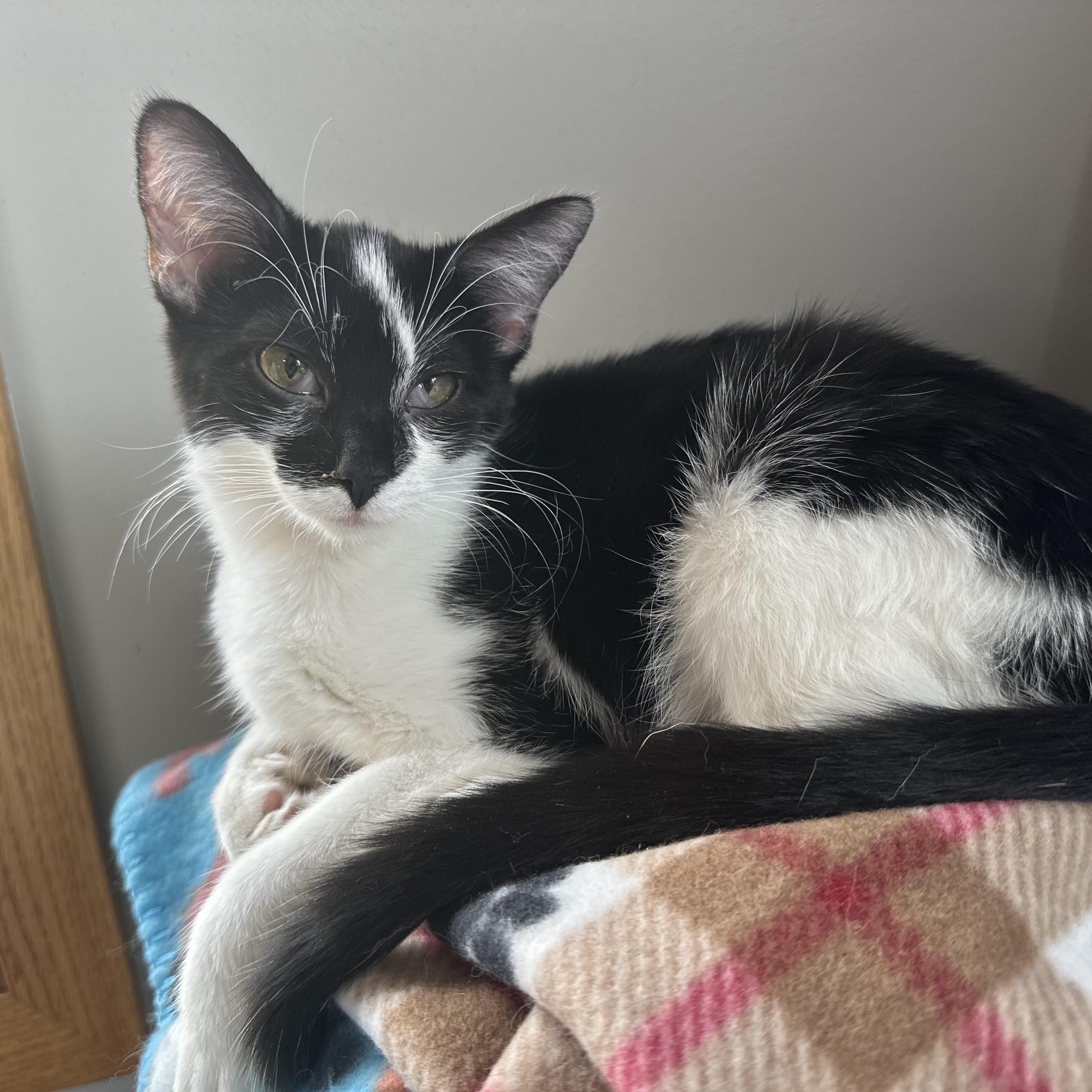 Simone, an adoptable Domestic Short Hair in Richland Center, WI, 53581 | Photo Image 3