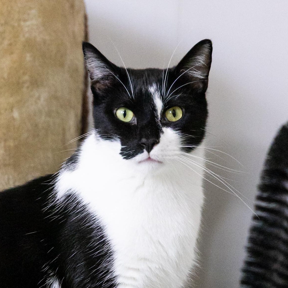 Simone, an adoptable Domestic Short Hair in Richland Center, WI, 53581 | Photo Image 1