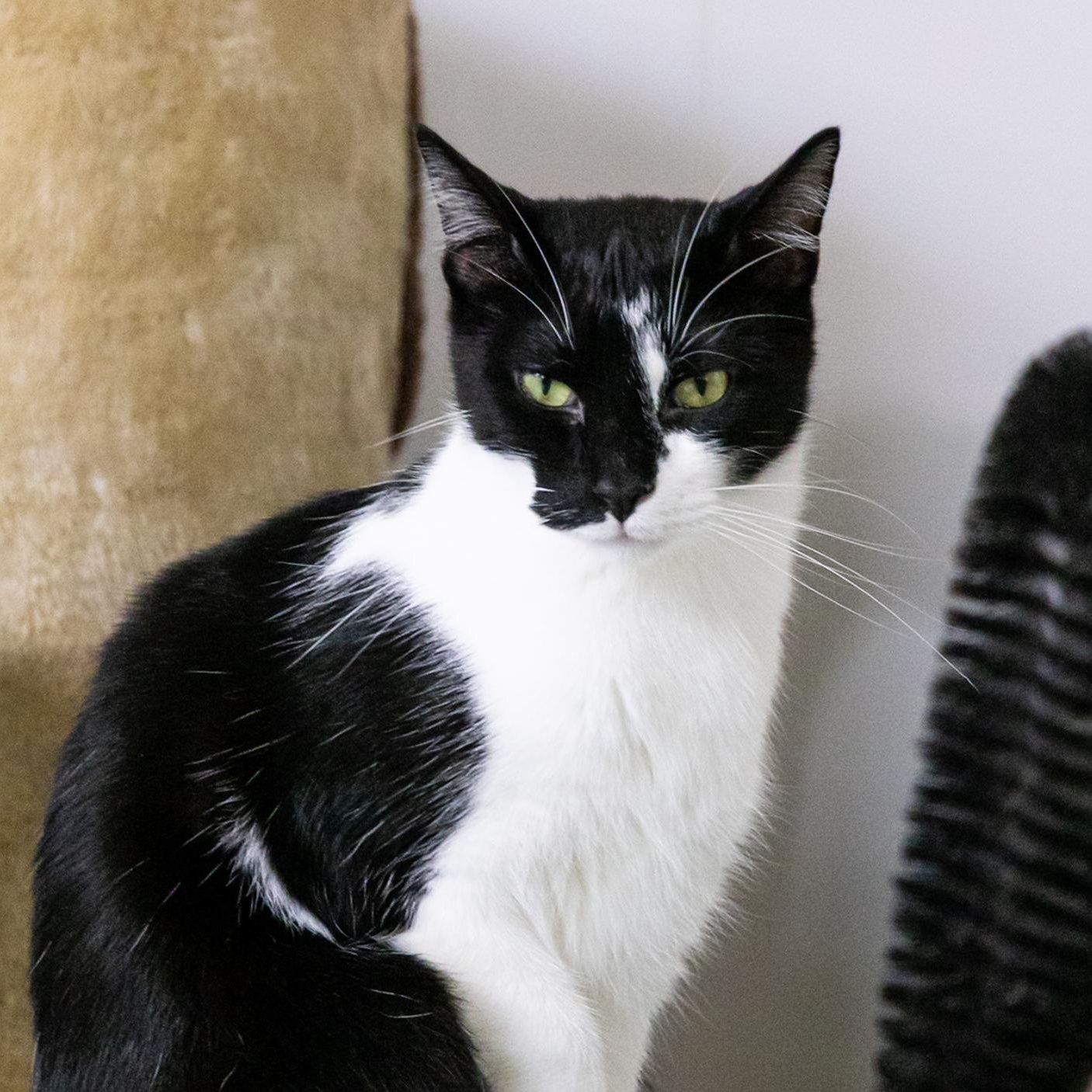 Simone, an adoptable Domestic Short Hair in Richland Center, WI, 53581 | Photo Image 2