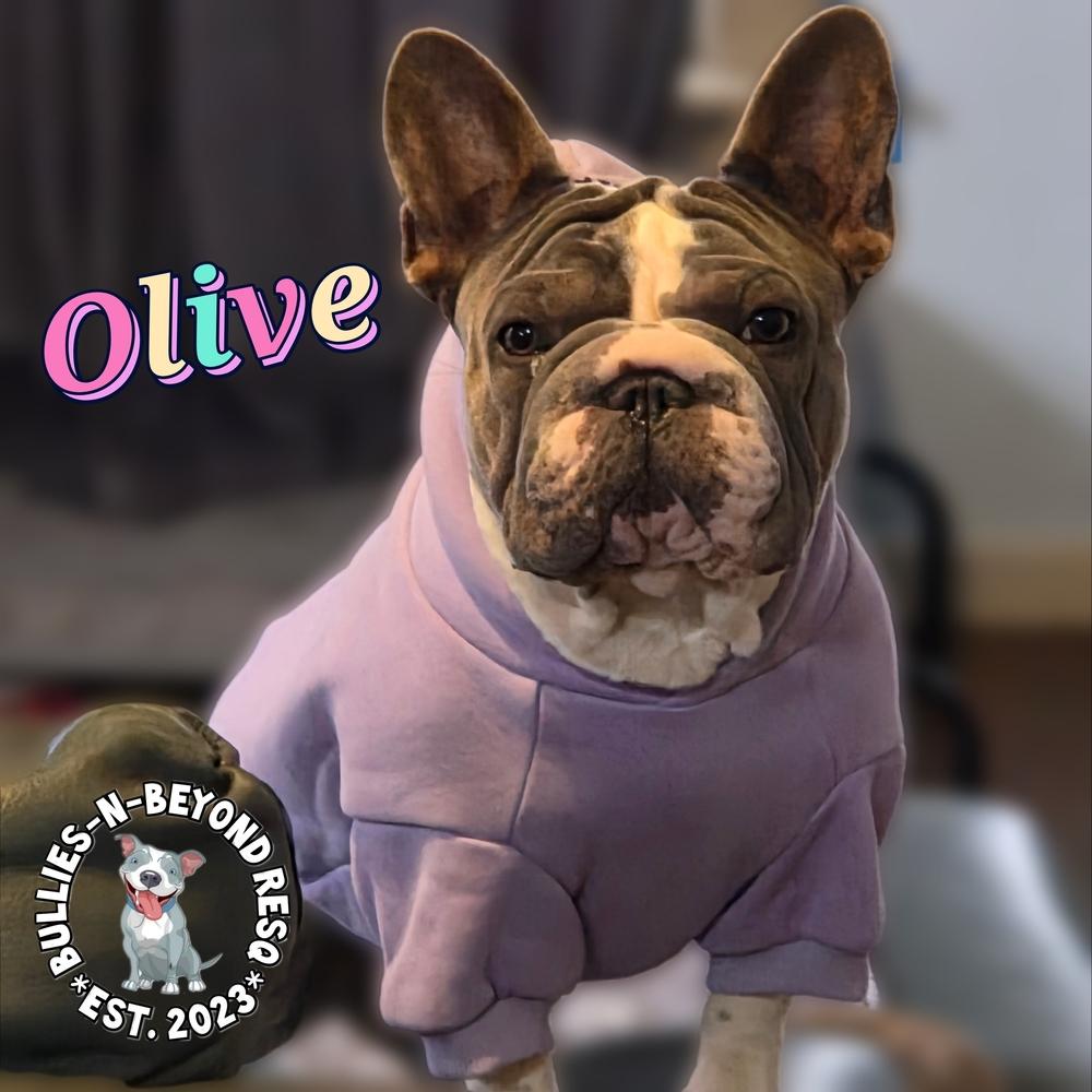 Olive, Adoptable, Young Female French Bulldog.