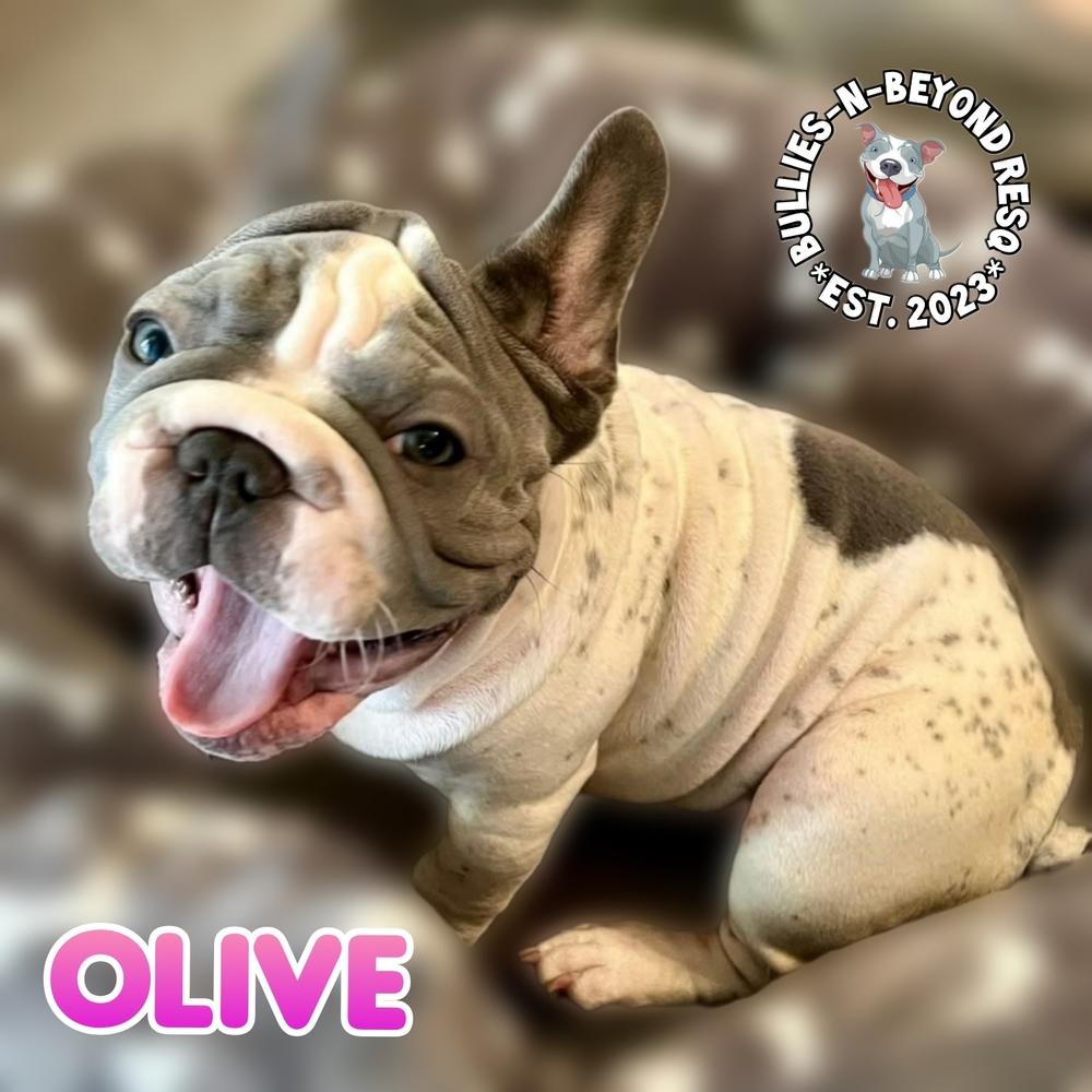 Enlarge Olive, a Adoptable French Bulldog in Omaha, NE image 2/5