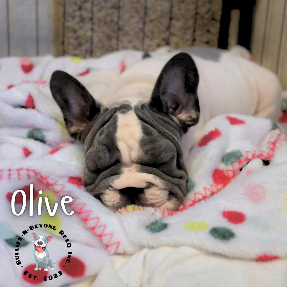 Enlarge Olive, a Adoptable French Bulldog in Omaha, NE image 5/5