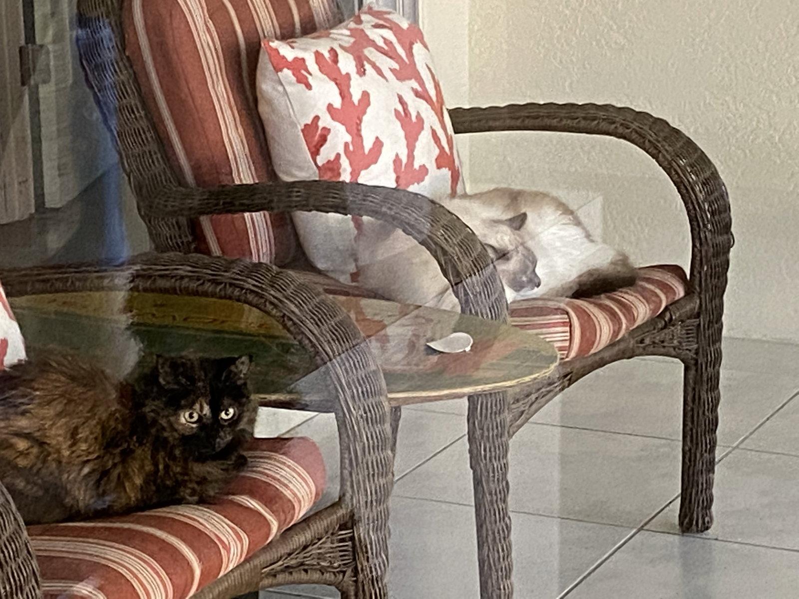 BONDED PAIR: Cookie and Cooper, Adopted, Adult Male Ragdoll.