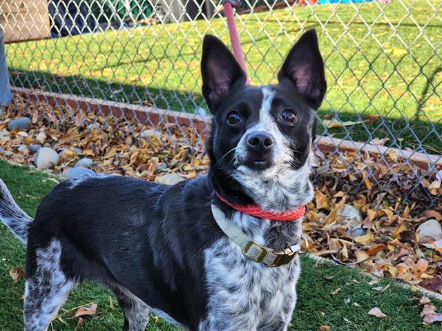 Enlarge APPY, a Adoptable Terrier in Antioch, CA image 1/1