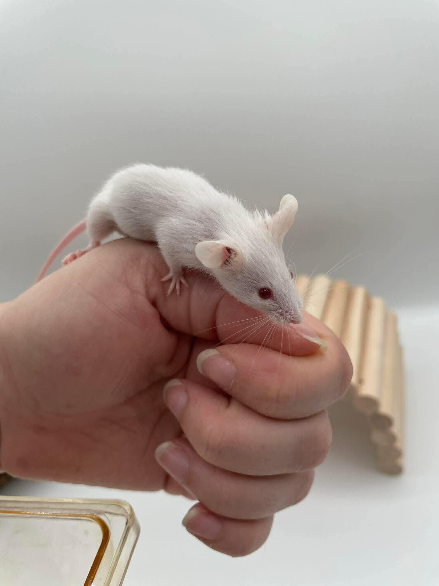 Enlarge Beatrice, Winnifred & Ethel, an adopted Mouse in Springfield, OR image 3/4