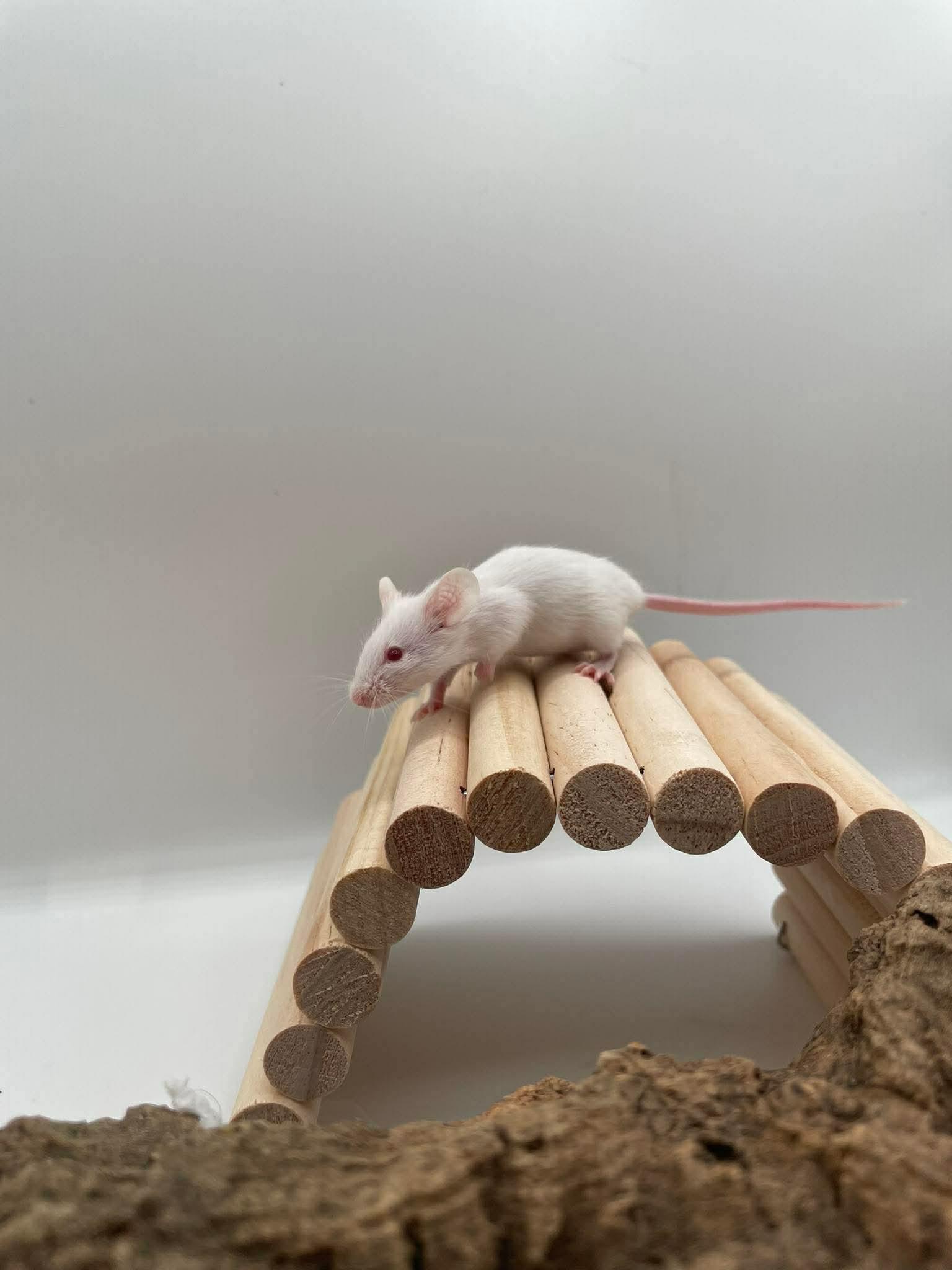 Enlarge Beatrice, Winnifred & Ethel, an adopted Mouse in Springfield, OR image 4/4