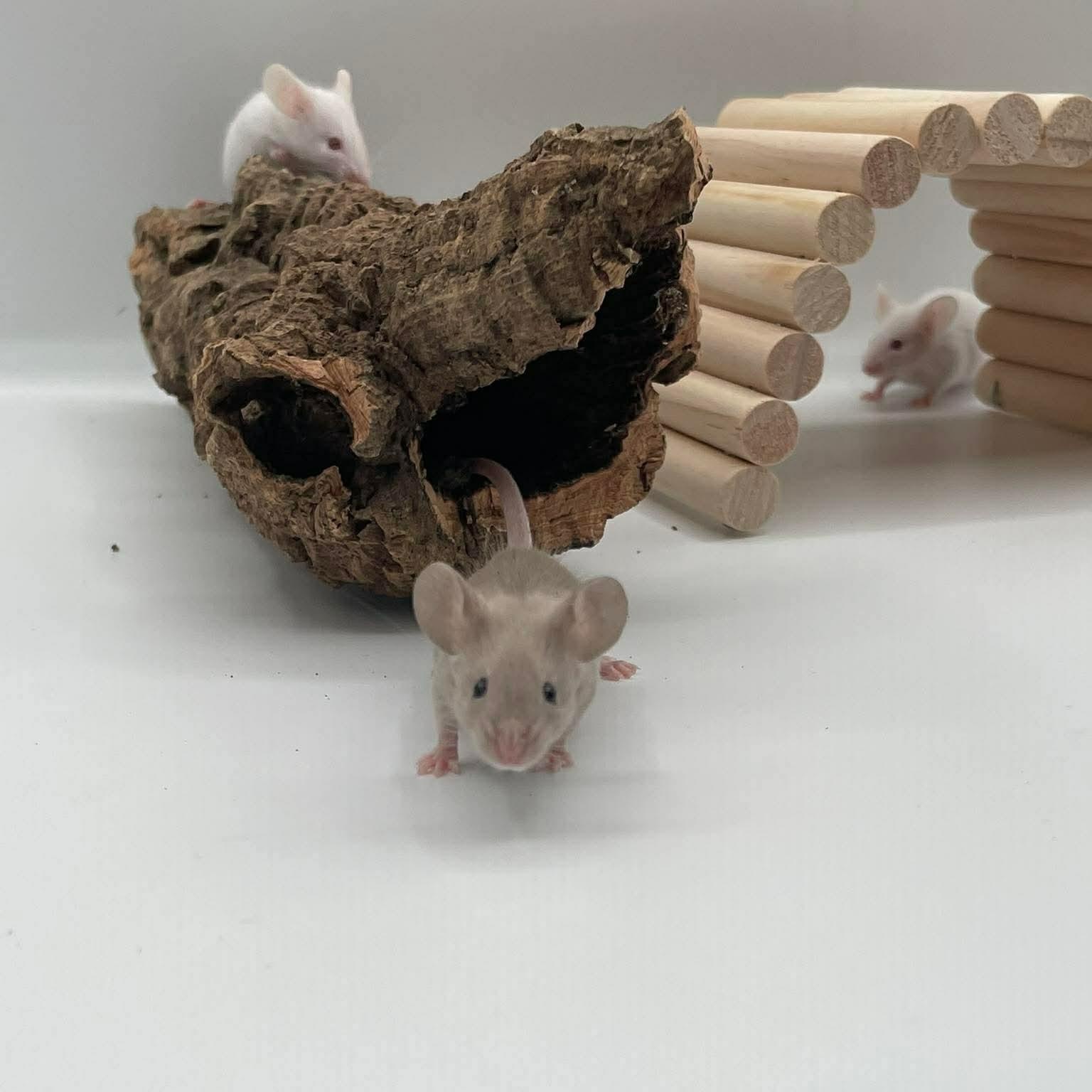 Enlarge Beatrice, Winnifred & Ethel, an adopted Mouse in Springfield, OR image 1/4