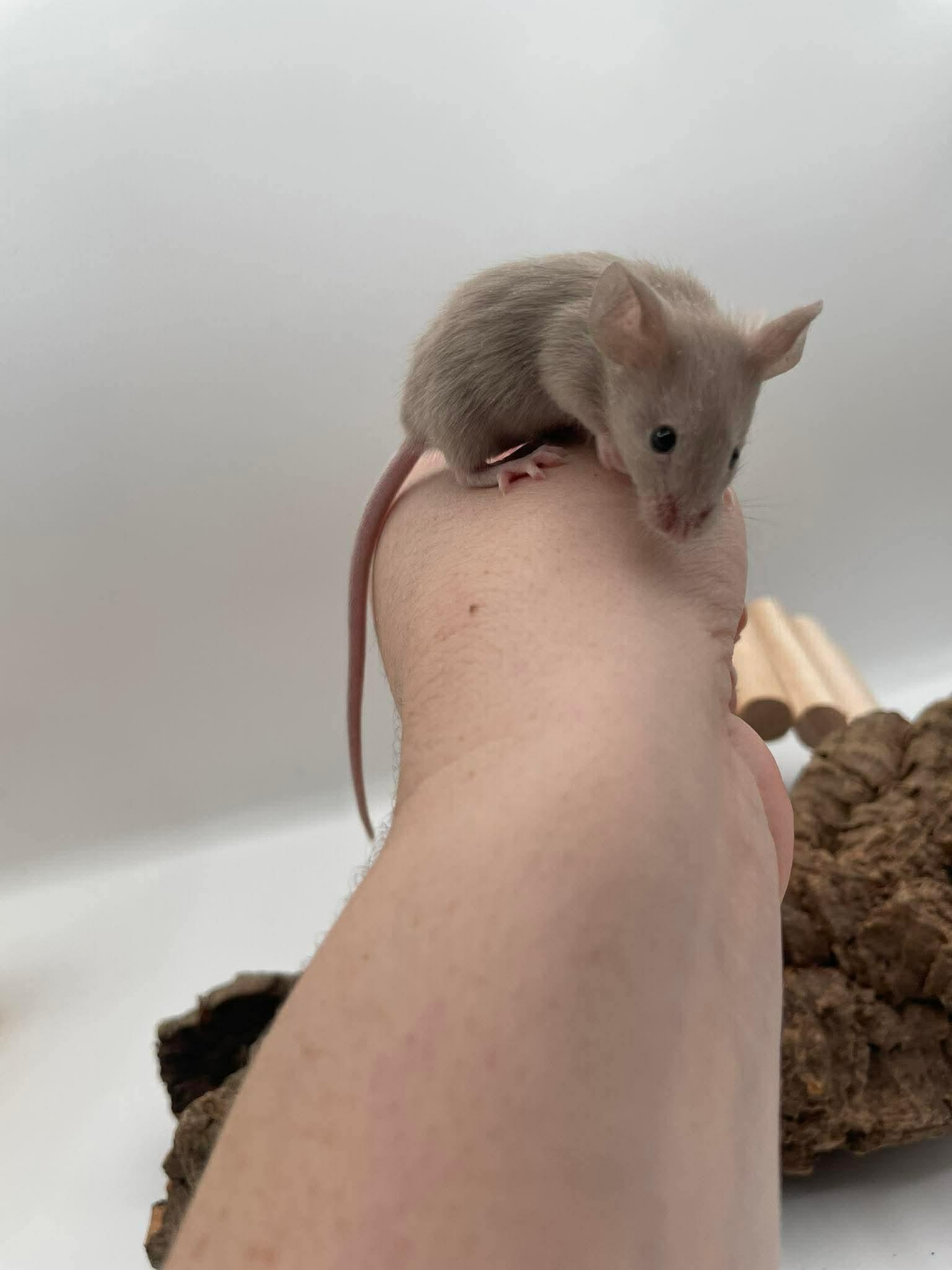 Enlarge Beatrice, Winnifred & Ethel, an adopted Mouse in Springfield, OR image 2/4