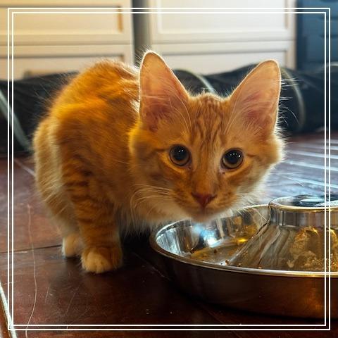 Alfredo, Adoptable, Young Male Domestic Long Hair.