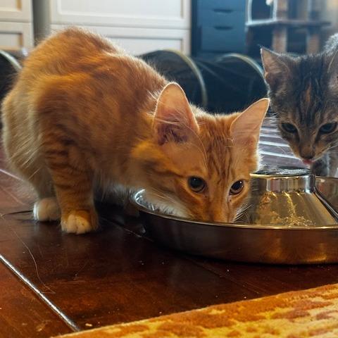 Enlarge Alfredo, a Adoptable Domestic Long Hair in Riverside, CA image 2/3