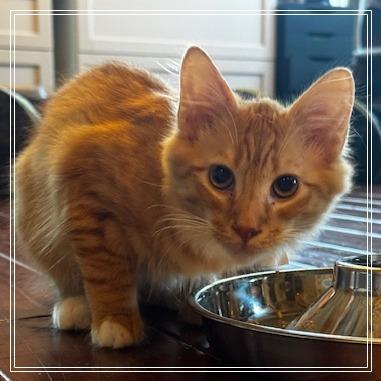 Enlarge Alfredo, a Adoptable Domestic Long Hair in Riverside, CA image 3/3