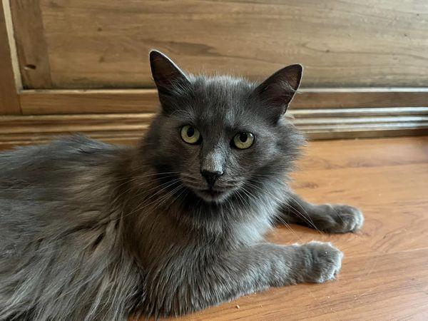 Kato 5982, a Adoptable Domestic Long Hair in Locust Grove, VA image 1/3
