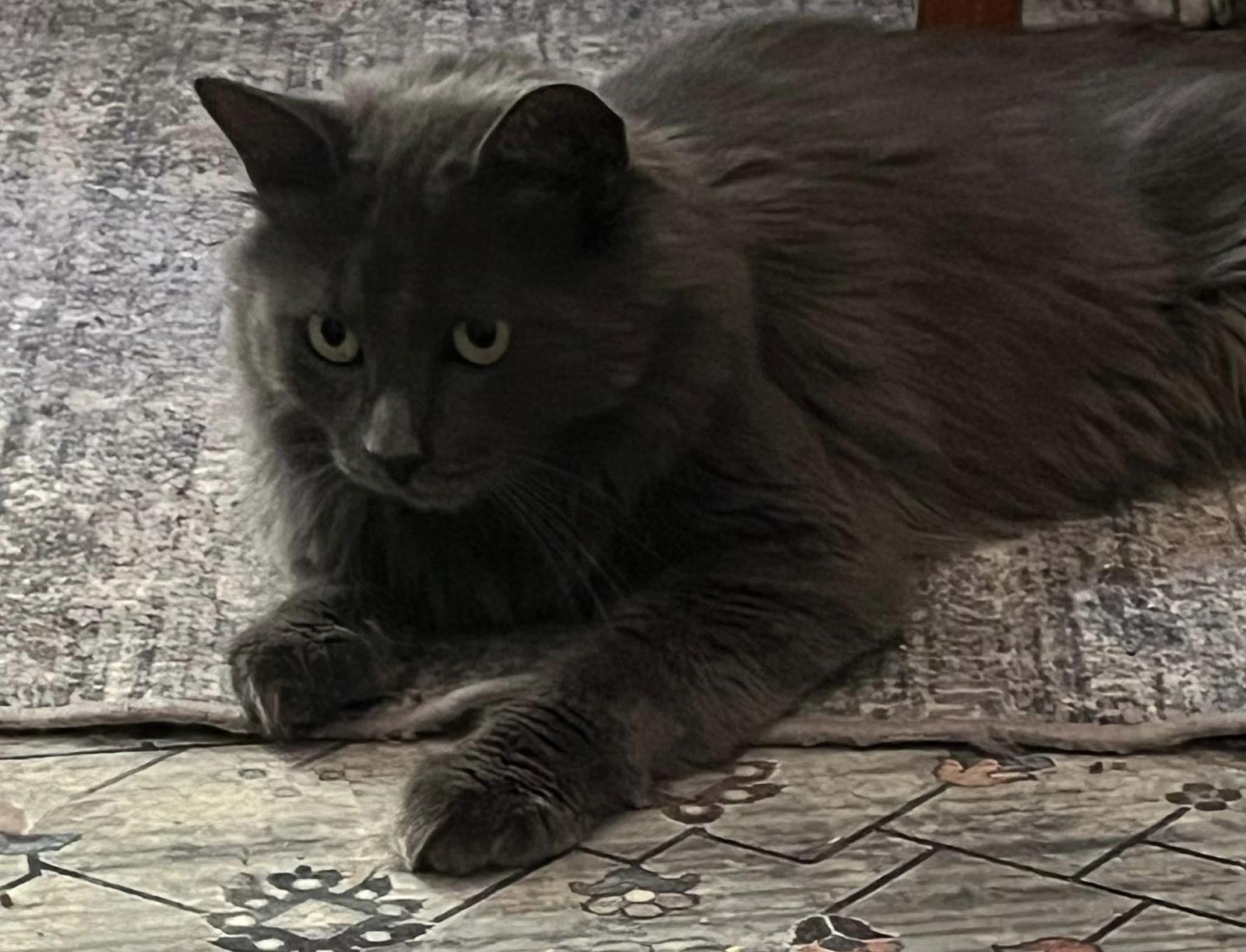 Kato 5982, a Adoptable Domestic Long Hair in Locust Grove, VA image 2/3