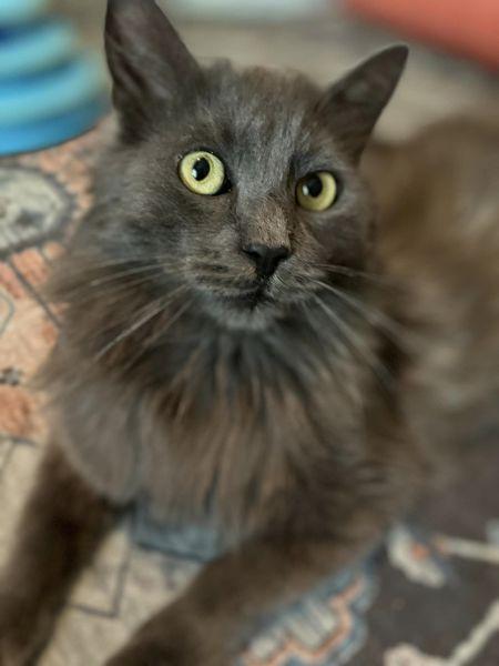 Kato 5982, a Adoptable Domestic Long Hair in Locust Grove, VA image 3/3