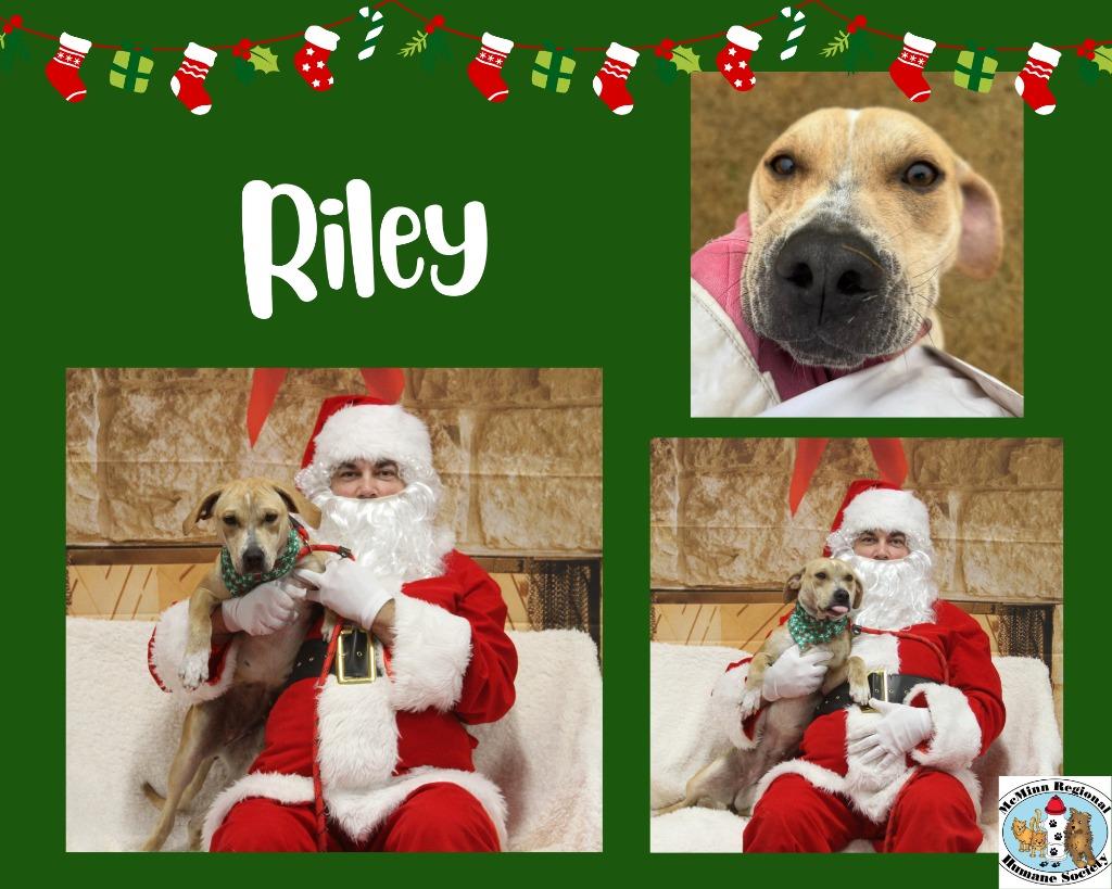 Riley, Adoptable, Young Female Terrier.