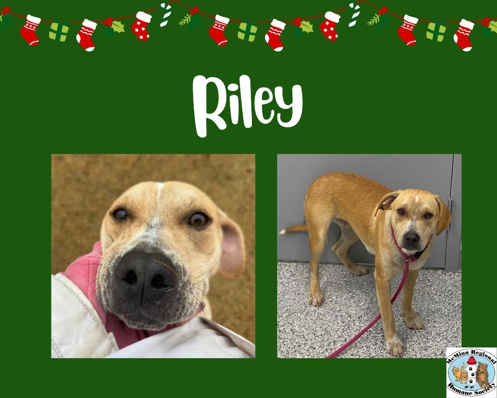 Enlarge Riley, a Adoptable mixed breed in Athens, TN image 2/4