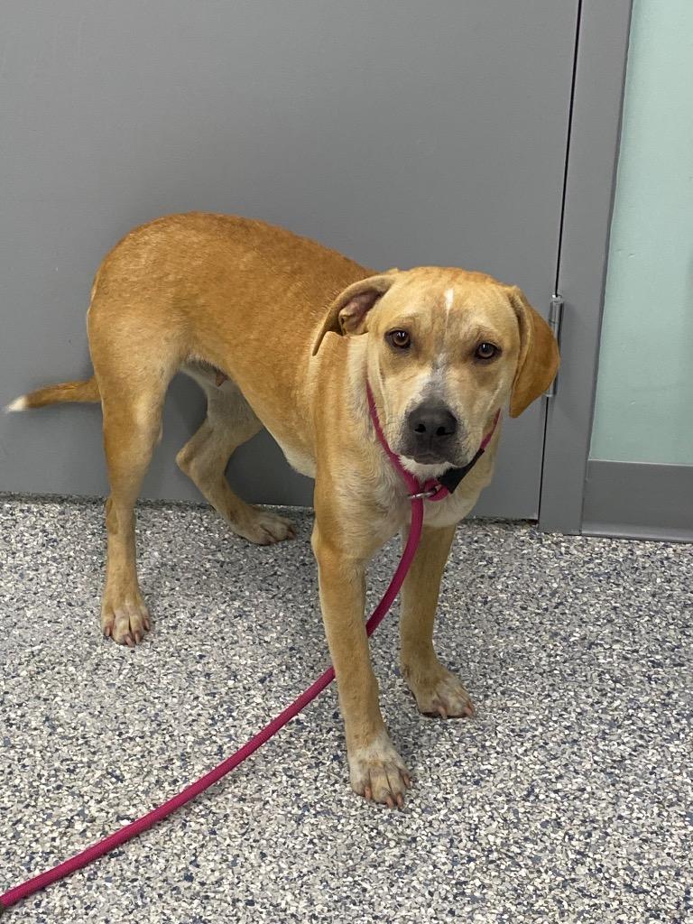 Enlarge Riley, a Adoptable mixed breed in Athens, TN image 3/4