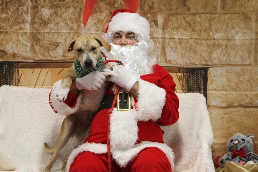 Enlarge Riley, a Adoptable mixed breed in Athens, TN image 4/4