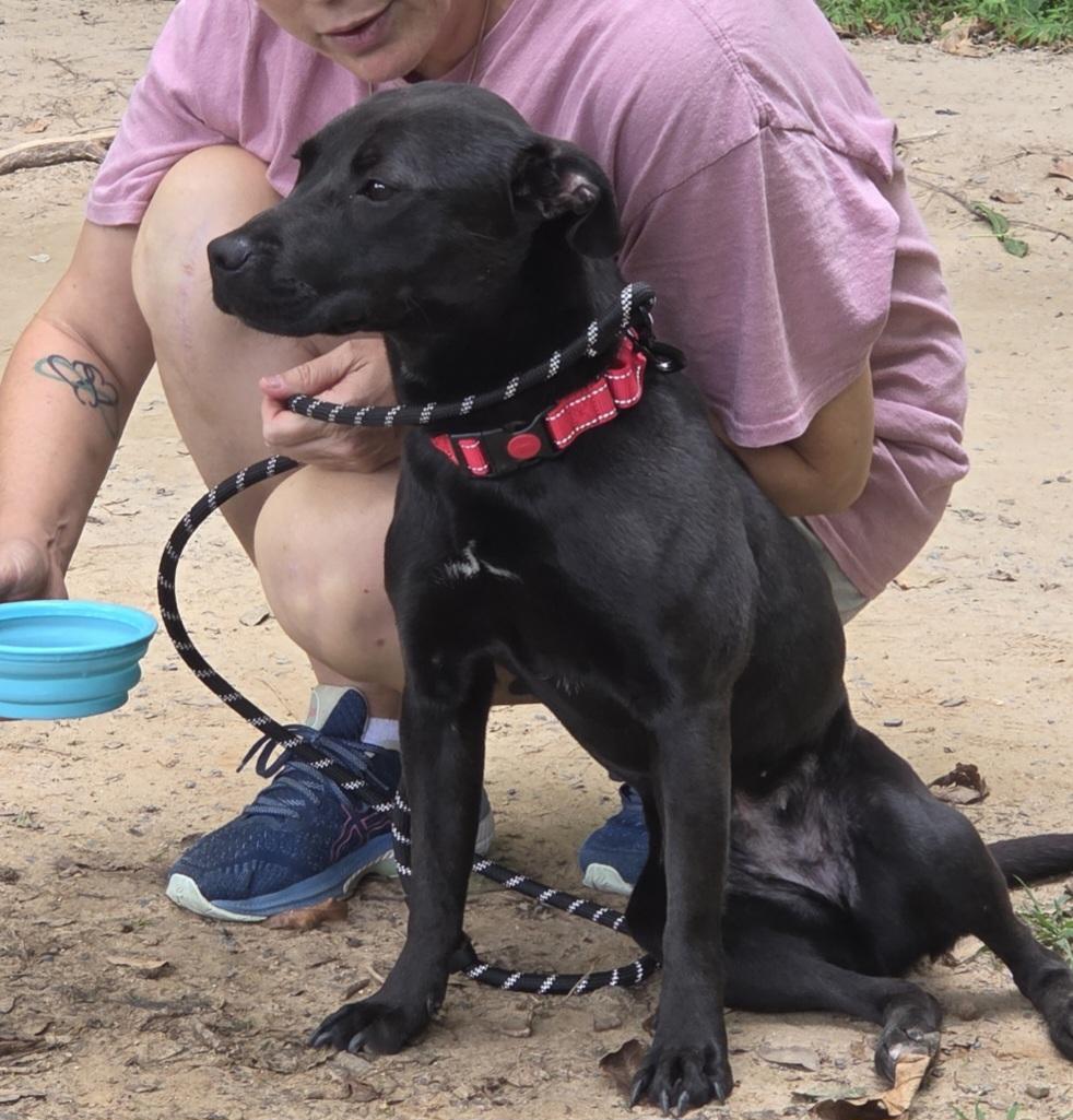 Arabella, Adoptable, Adult Female Labrador Retriever & Pit Bull Terrier.